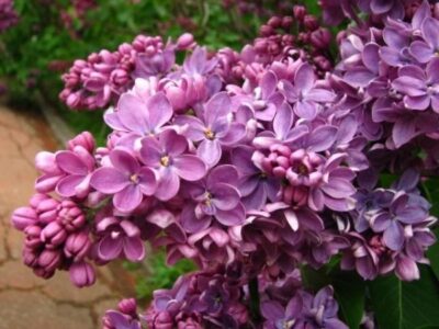 Syringa Cavour 640x480