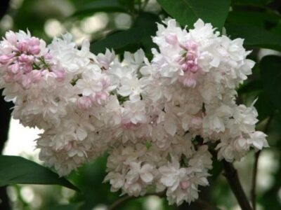 Syringa Krasavitsa Moskvy 640x480