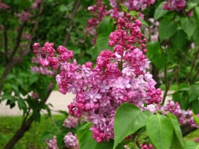 Syringa Montaigne 640x480