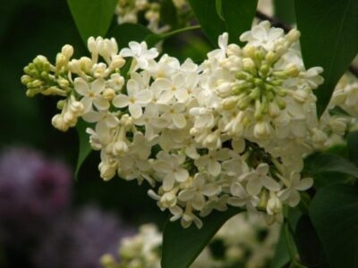 Syringa Primrose 640x480