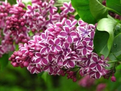 Syringa Sensation 640x480