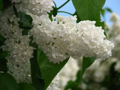 Syringa Vestale 640x480