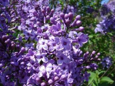 Syringa vulgaris 640x480