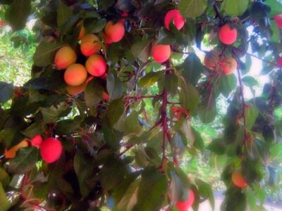 cherry plum2a