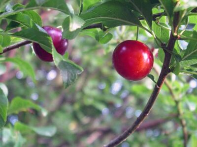 cherry plum3a
