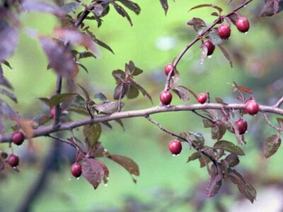 cherry plum4b