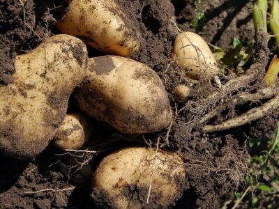 Почему крестьяне не хотели выращивать картофель?