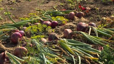 Картинки по запросу Репчатый лук — правильно собираем урожай и готовим к хранению