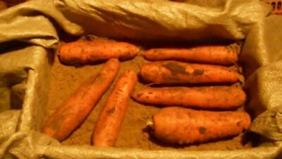 Картинки по запросу Как правильно хранить морковь?