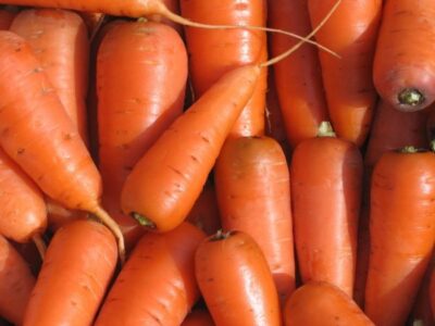 carrot1