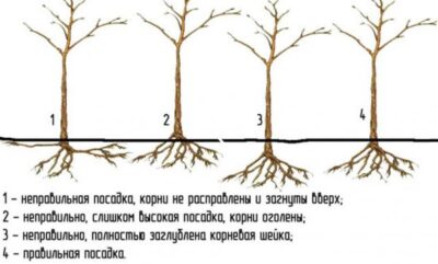 Картинки по запросу Как посадить яблоню