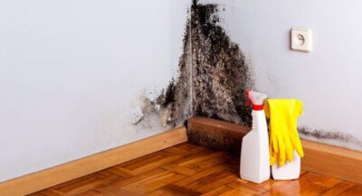 black mold 1