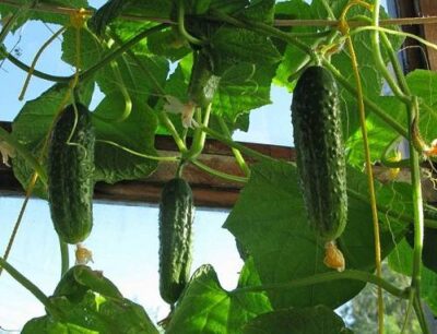 Вкуснейшие огурцы прямо на подоконнике. Вырастите этим способом огурцы дома на подоконнике для мощного заряда витаминами зимой!