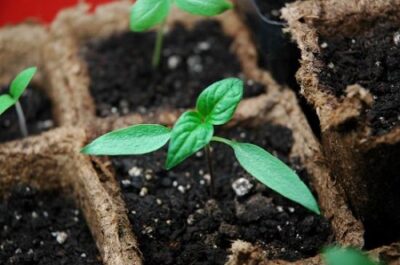 pepper seedling