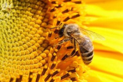 pravilnyj vybor medonosnyx odnoletnix kultur dlya pchel 5