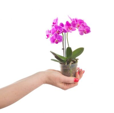 orhideya falenopsis mini
