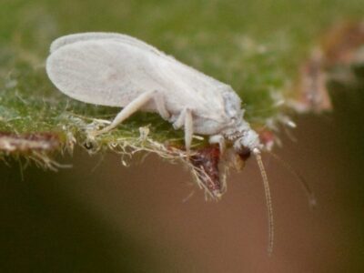 Aleyrodidae 01