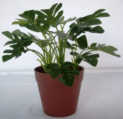 Monstera 1