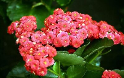 Чудо-цветок Каланхоэ Каландива – полезный и красивый жилец на подоконнике