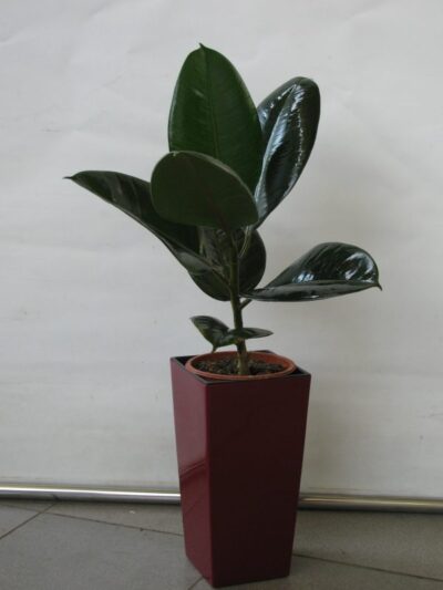 fikus robusta