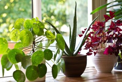 Картинки по запросу "15 комнатных растений, улучшающих воздух"