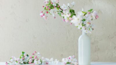 Выгонка растений. Как приблизить весну? Советы для нетерпеливых