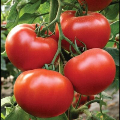 Картинки по запросу "Сорта томатов Президент"