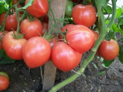 Картинки по запросу "Сорта томатов Малиновая империя"