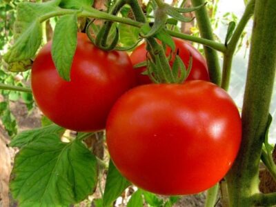Картинки по запросу "Сорта томатов Самара"