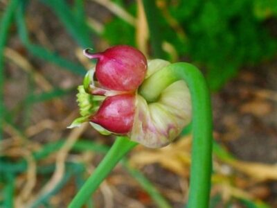 Garlic 05 640x480 1