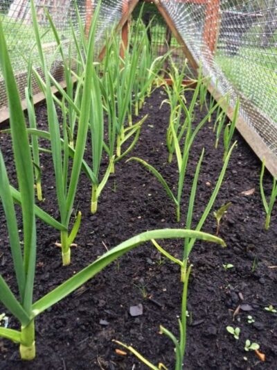 Garlic 06 640x853 1