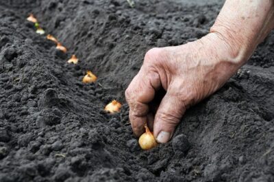 Onion Planting1