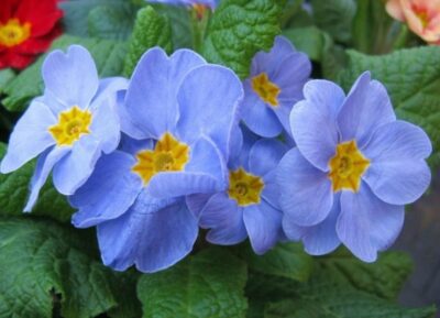 Primula 13 650x470 1