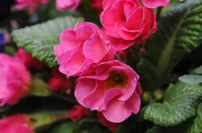 Primula 17 650x431 1