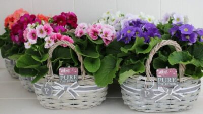 Primula 512 650x366 1