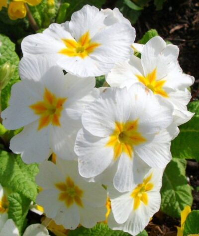 Primula 53 650x769 1