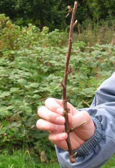 blackcurrant propagate 2 medium mine 500x733 1