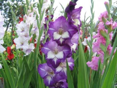 gladiolusy111