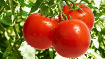 lenivye pomidory