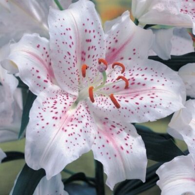 lily 8 1024x1024 1