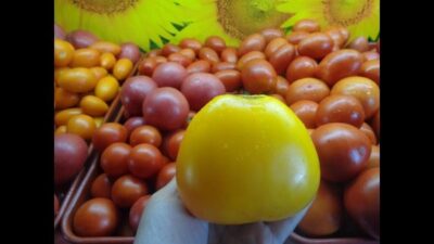 Картинки по запросу "Сорт Золотые купола среднеспелый"