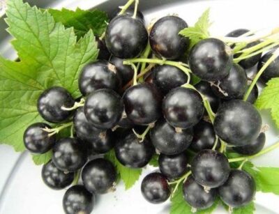 Как с приходом весны приводить в порядок смородиновые кусты?