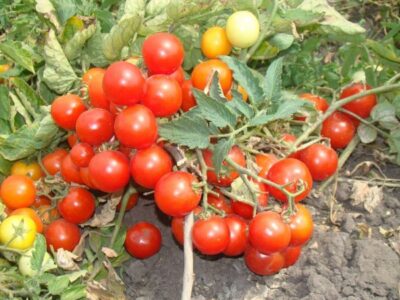 sorta i gibridyi nizkoroslyih tomatov 02