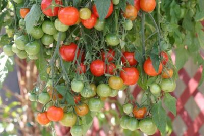 sorta i gibridyi nizkoroslyih tomatov 06