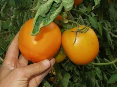 sorta i gibridyi nizkoroslyih tomatov 10