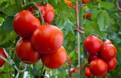 Картинки по запросу "Сорта томатов Евпатор"