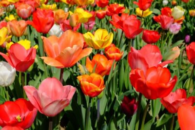 tulips 2190029 1280