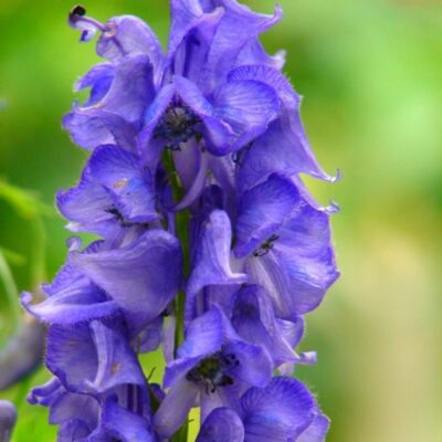 Aconitum1