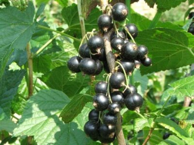 Blackcurrant 2