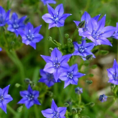 Brodiaea